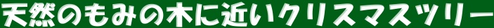 ホーゲボーニング社Hogewoning クリスマスツリー もみの木